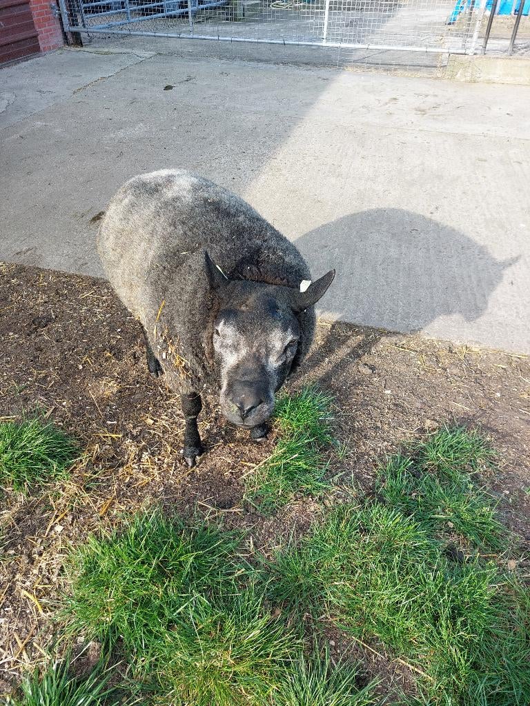 Texel  ram, Mâle, Mouton, 0 à 2 ans