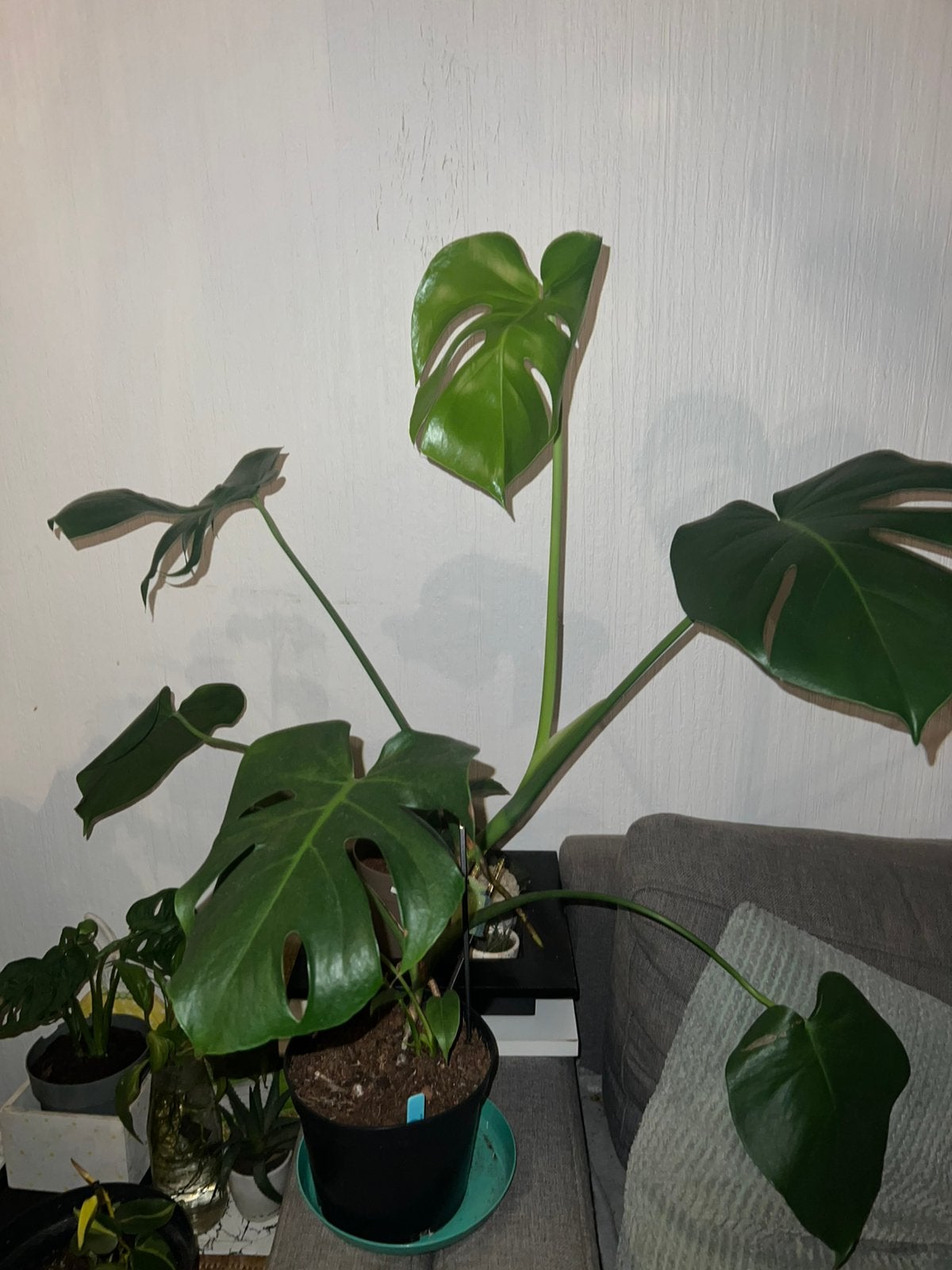 Monstera Deliciosa en pot, Enlèvement, En pot