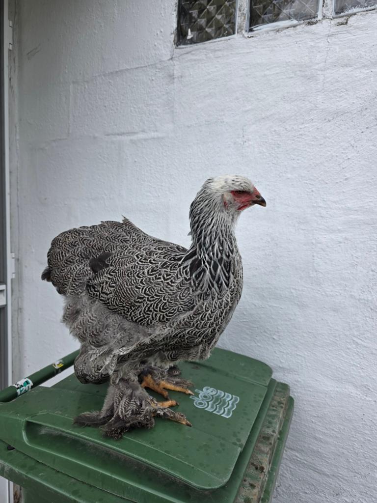 Brahma meerzomig zilverpatrijs hennen