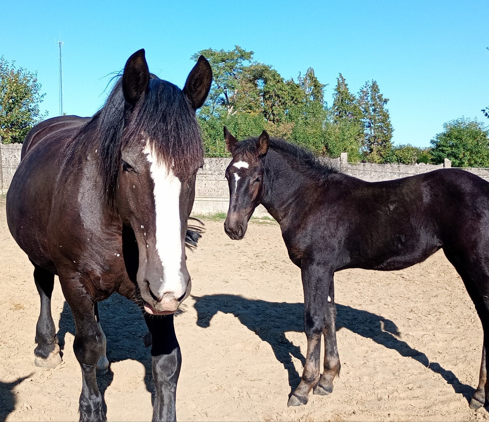 Raszuiver zwart Percheron merrieveulen van 21/05/2026, Jument, Cheval de récréation, Avec pedigree, 0 à 2 ans