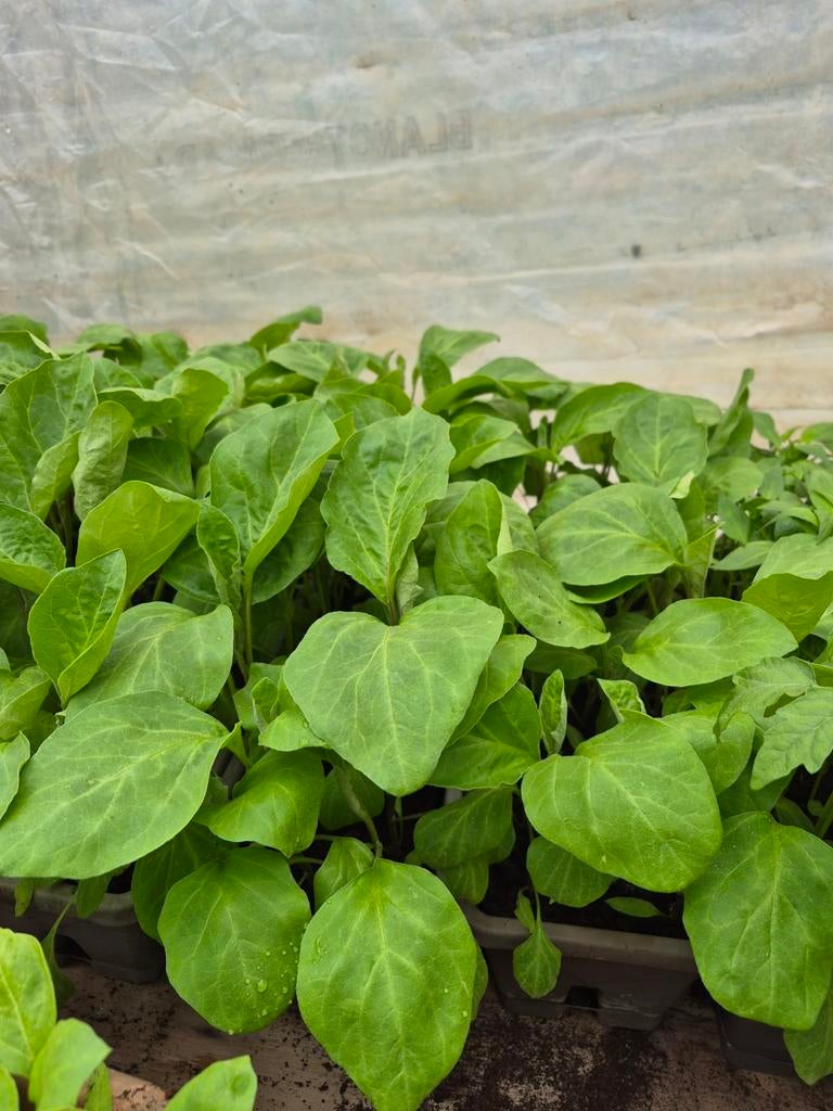 PLANTS DE LEGUMES, Enlèvement