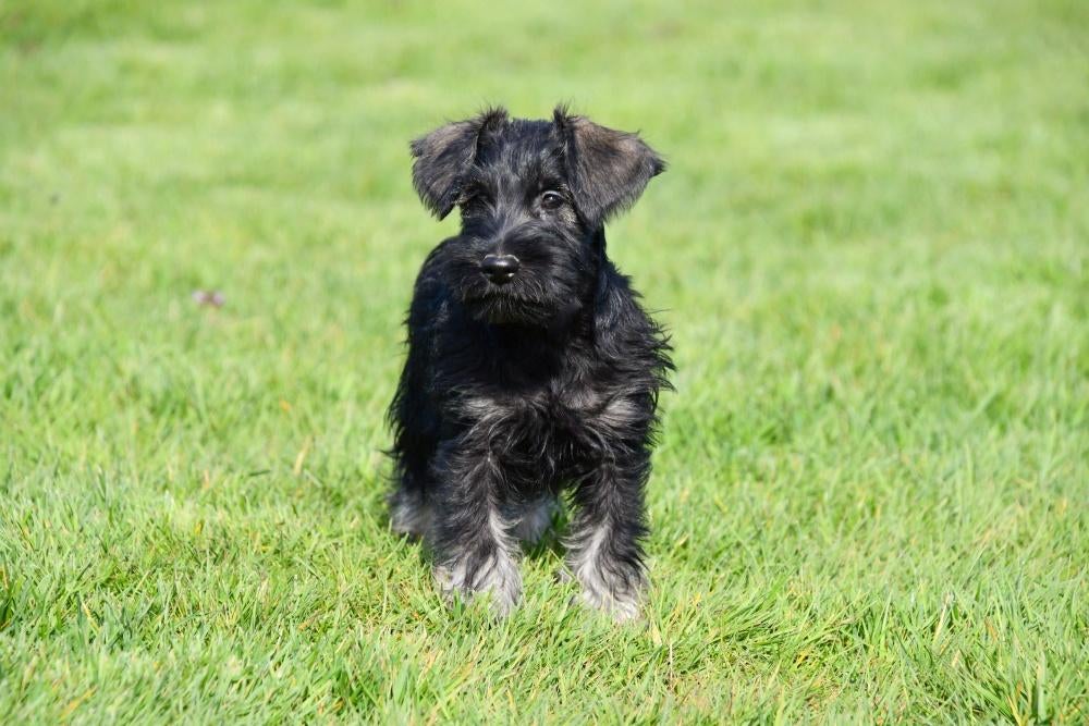 Dwergschnauzer pups te koop, 15 weken tot 1 jaar, Buitenland, Parvo, Meerdere