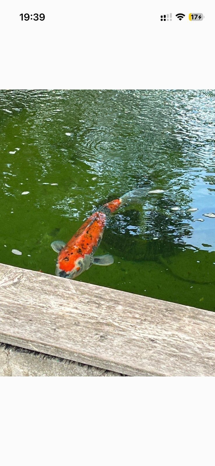 3 japanse koi 25-55cm KOOPJE, Vis