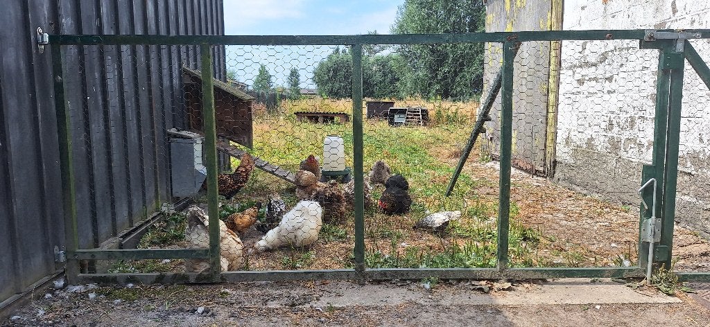 2 sierkippen cochin krulveer., Femelle, Poule ou poulet
