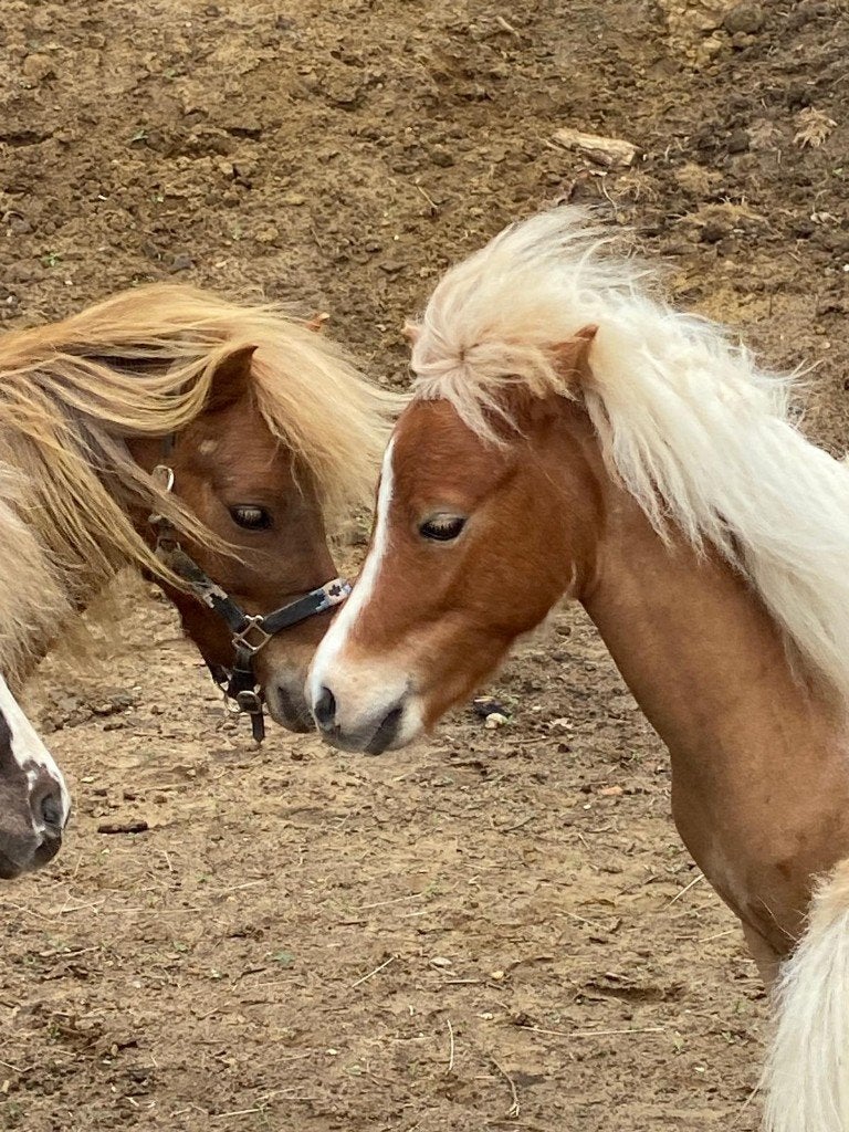 Étalon NMPRS âgé de 2 ans, Avec pedigree, Poney A (jusqu'à 1.17 m), 0 à 2 ans, Ne s'applique pas