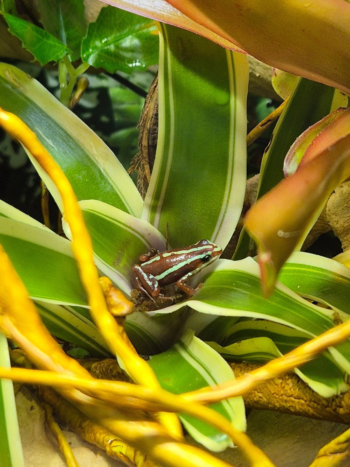 Driekleurige gifkikker (Epipedobates tricolor), Dieren en Toebehoren, Amfibie, 0 tot 2 jaar