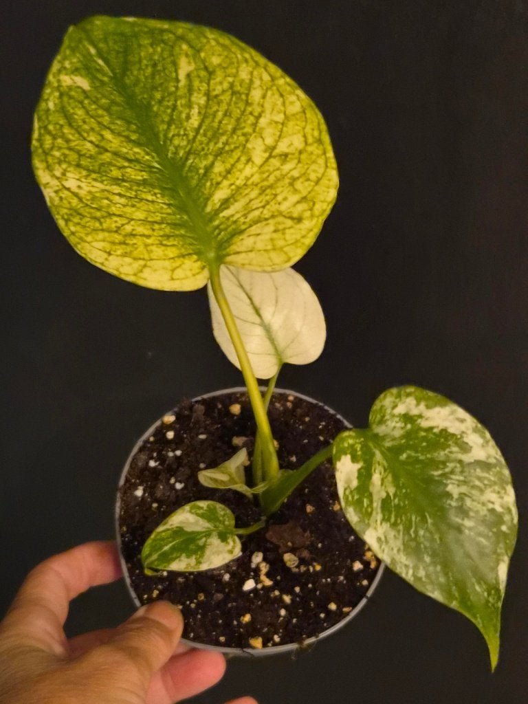 Monstera White Monster, Ophalen of Verzenden