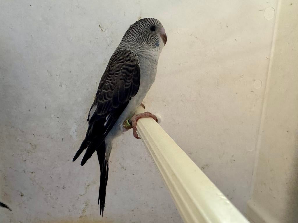Grasparkiet bw split bf 2026, Dieren en Toebehoren, Vogels | Parkieten en Papegaaien