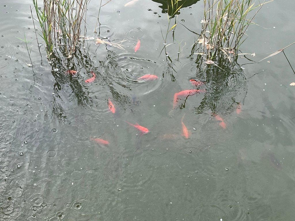 vissen, Dieren en Toebehoren, Overige soorten