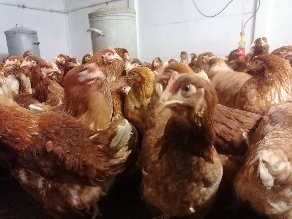 jonge legkippen verschillende rassen, Ophalen