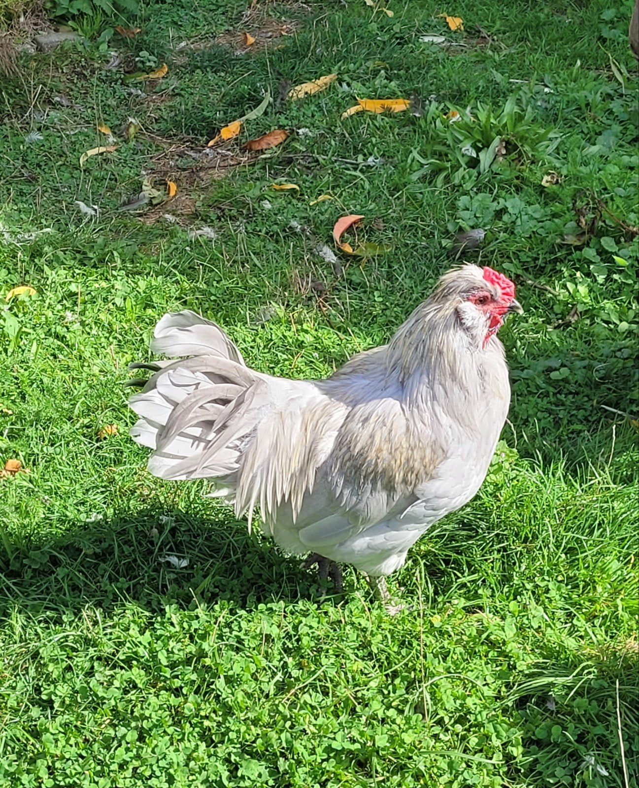 auracana haan, Dieren en Toebehoren, Mannelijk, Kip