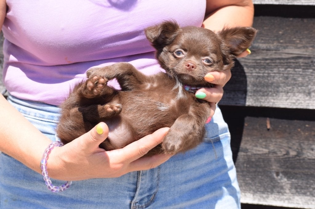 Chihuahua pups klein blijvend, Dieren en Toebehoren, Honden | Chihuahua's en Gezelschapshonden, België, 15 weken tot 1 jaar, CDV (hondenziekte)