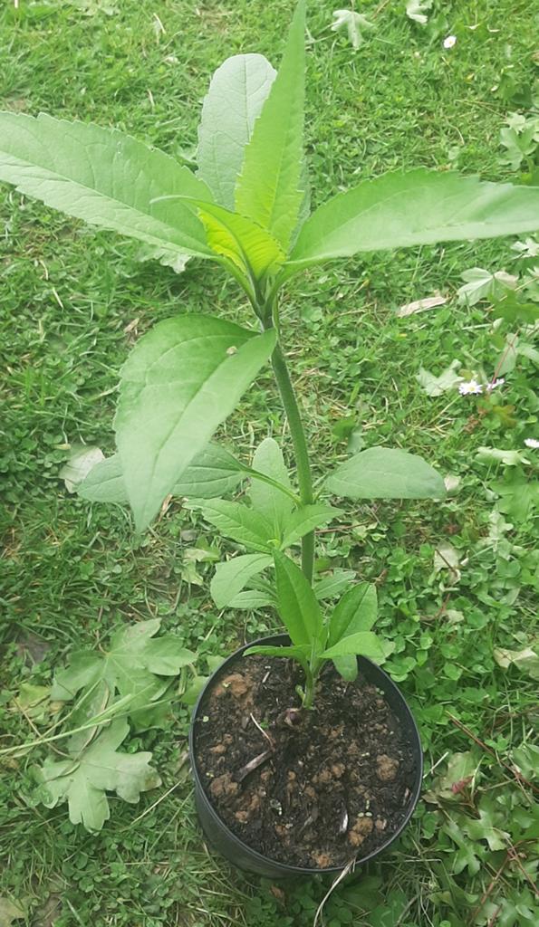 Topinambour (Helianthus tuberosus), Enlèvement ou Envoi
