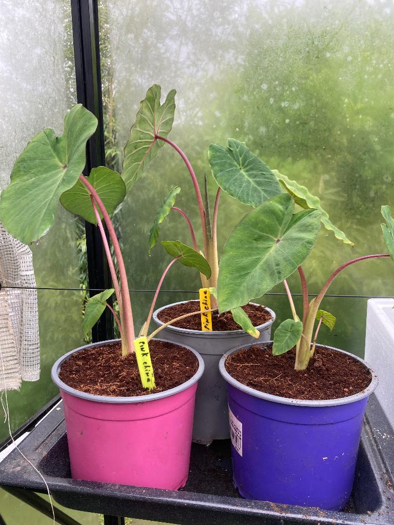 Plantes extérieures  Colocasia Pink China, Tuin en Terras, Ophalen, Vaste plant, Overige soorten, Halfschaduw