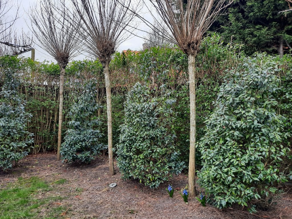 Nu plantmoment: Portugese laurier -gratis, Ophalen, Vaste plant