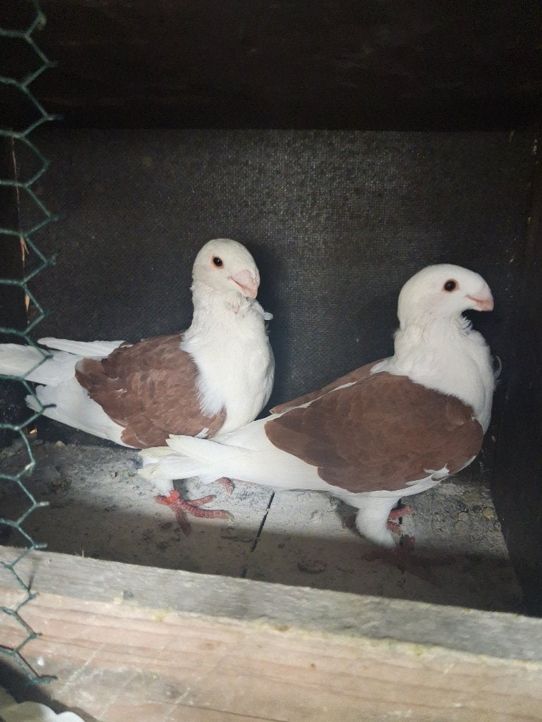 Duiven Antwerpse Smierel, Animaux & Accessoires, Oiseaux | Pigeons, Sexe inconnu, Autres espèces