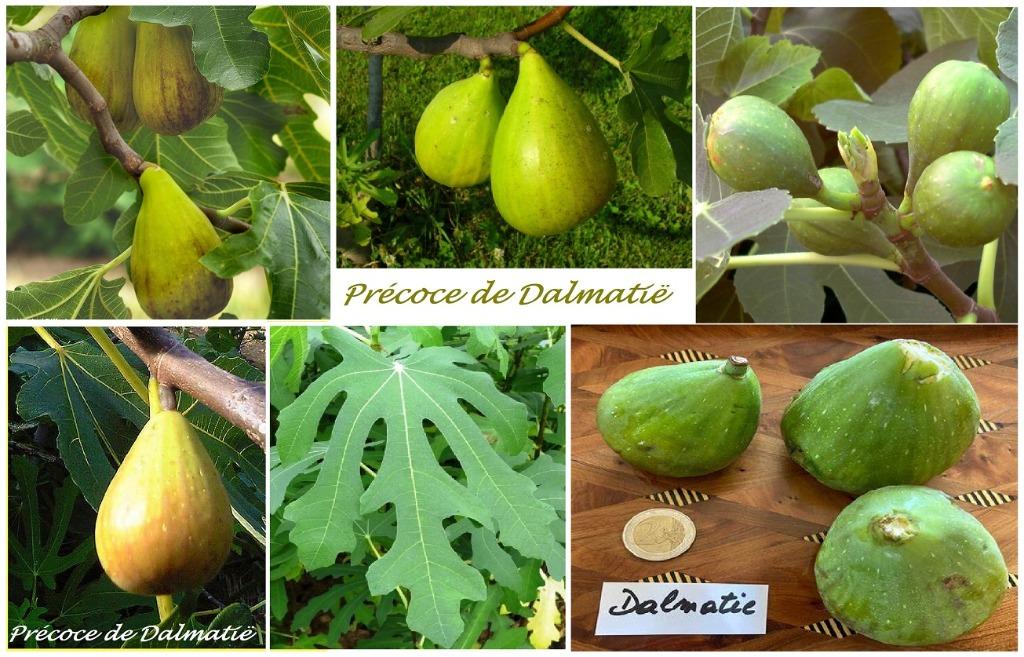 VIJGENBOOMPJES PRECOCE DE DALMATIË, +/- 1,5 meter, 15€/stuk, Tuin en Terras, Ophalen of Verzenden, Vaste plant, Fruitplanten, Volle zon