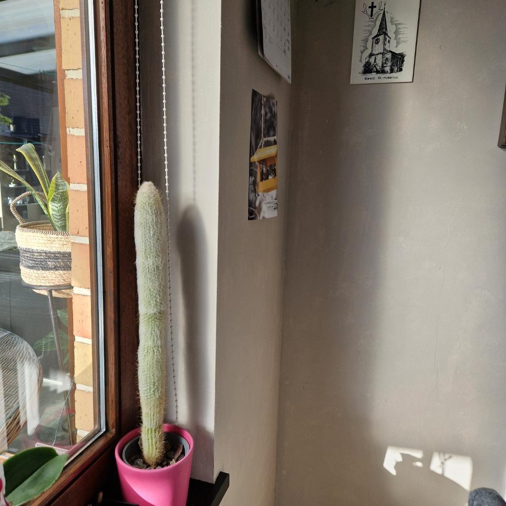cactus 55 cm, Ophalen of Verzenden, Cactus