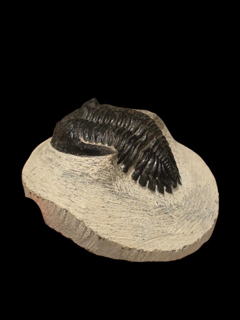 Prachtige trilobiet uit marokko 6,8 cm matrix., Verzamelen, Mineralen en Fossielen, Ophalen of Verzenden