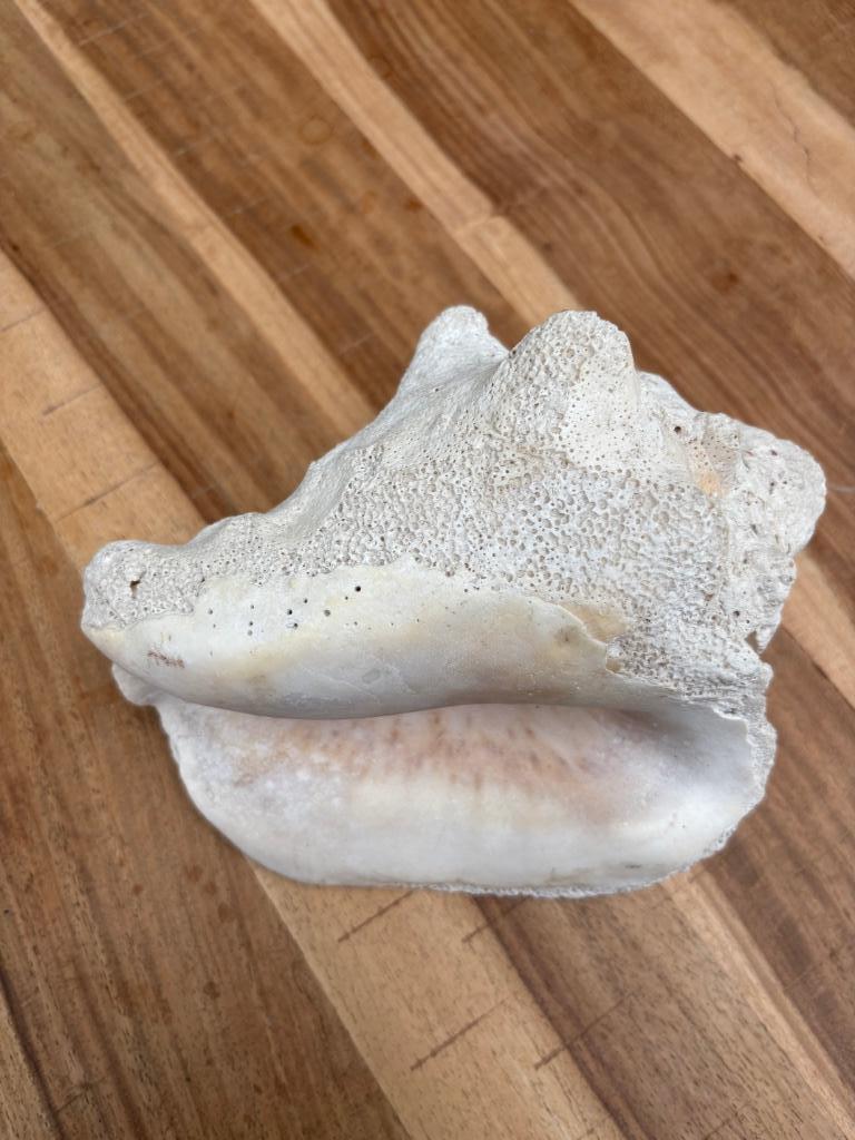 Conch schelp 20 cm x 16 cm, Ophalen, Schelp(en)