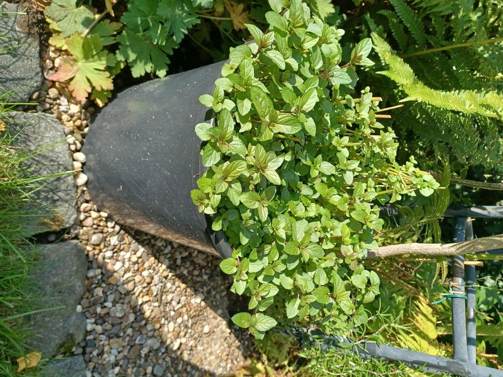 Chocolade munt, grote pot., Ophalen, Vaste plant, Halfschaduw, Kruiden