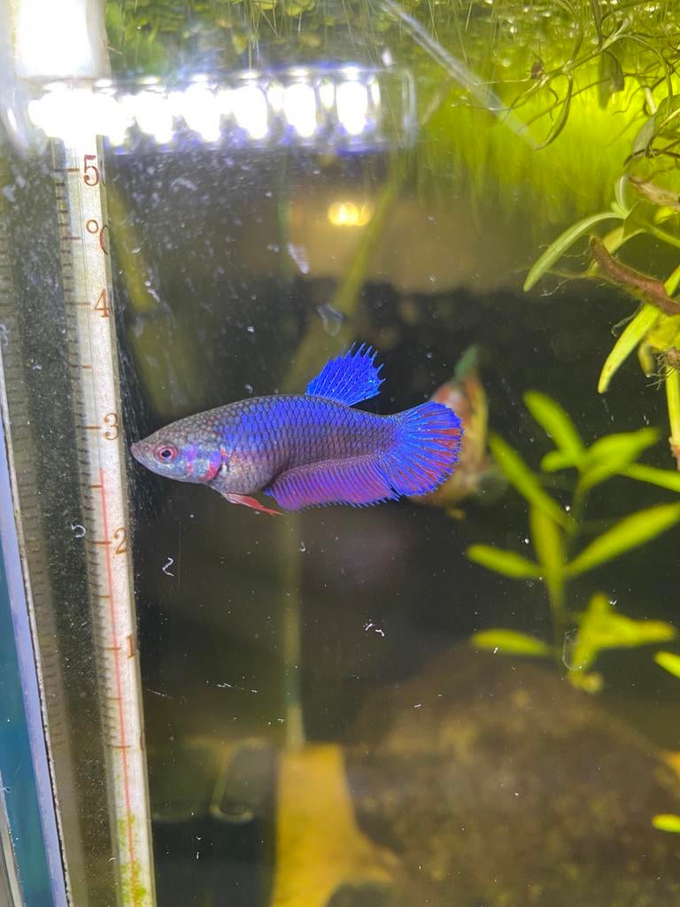 Betta vis vrouw, Poisson, Poisson d'eau douce