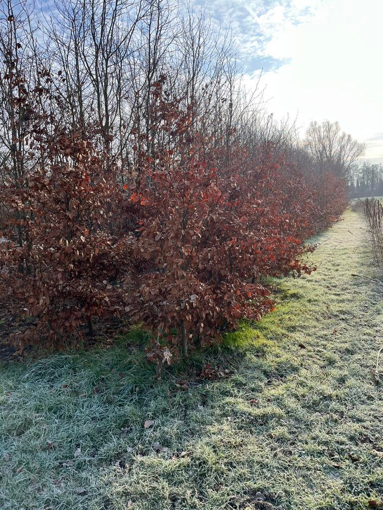 Groene Beuk Fagus sylvatica, Ophalen, Halfschaduw, Overige soorten, 100 tot 250 cm