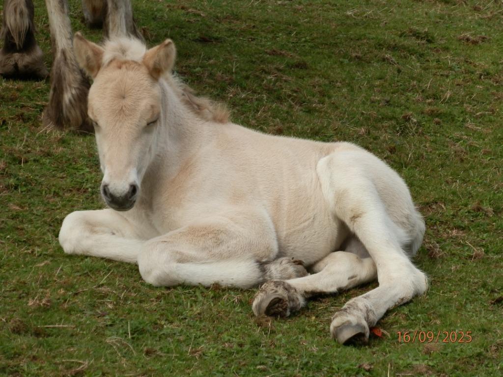 Mâle fjord classe "A" par Gidar van den Bosdries, Enlèvement, Neuf