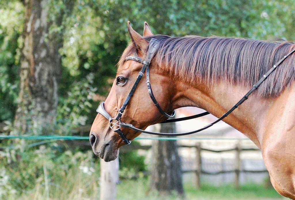 Halve stal paard in Eksaarde Lokeren, Dieren en Toebehoren, Paarden