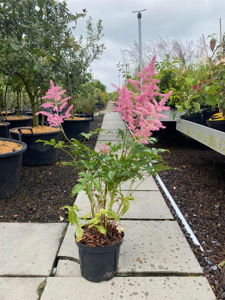 Astilbe chinensis 'Superba', Vaste Plant., Jardin & Terrasse, Plantes | Jardin, Plante fixe, Plein soleil, Enlèvement