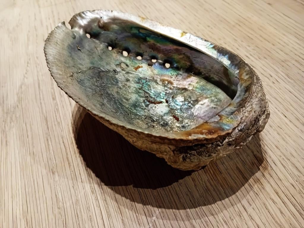 Abalone schelp, Verzamelen, Mineralen en Fossielen, Ophalen of Verzenden