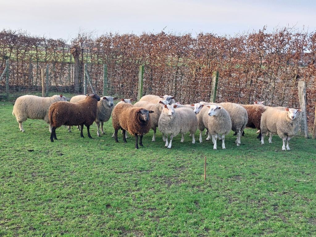 Aankoop van schapen en geiten, Schaap