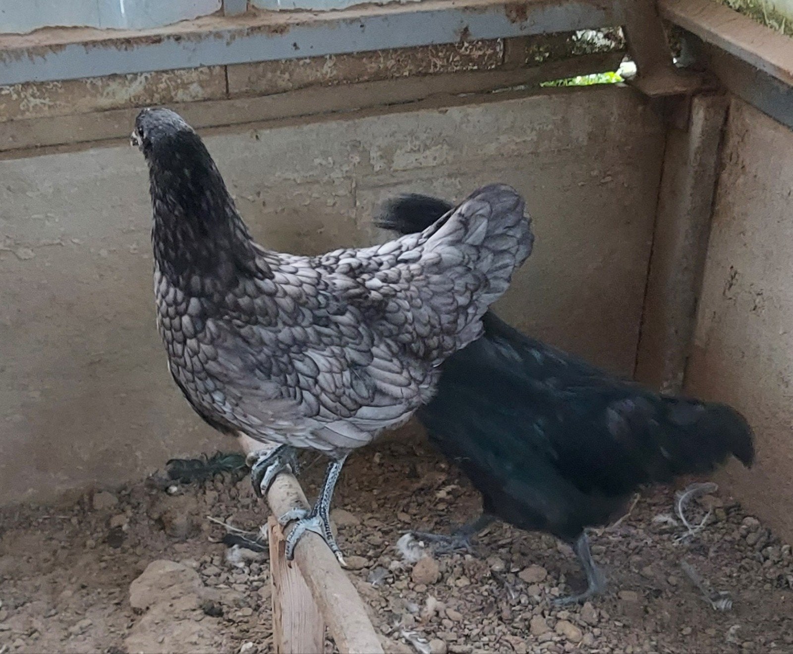 australorp hennen, Dieren en Toebehoren, Pluimvee