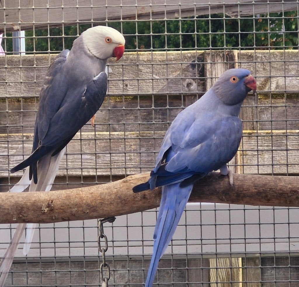 Halsband parkiet koppel violet opaline 3 en 5jaar, Perruche, Bagué