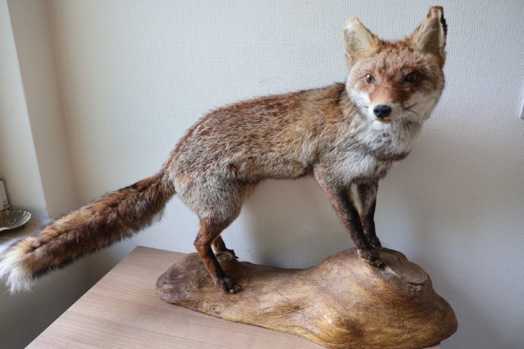 Taxidermie opgezette vos, Ophalen