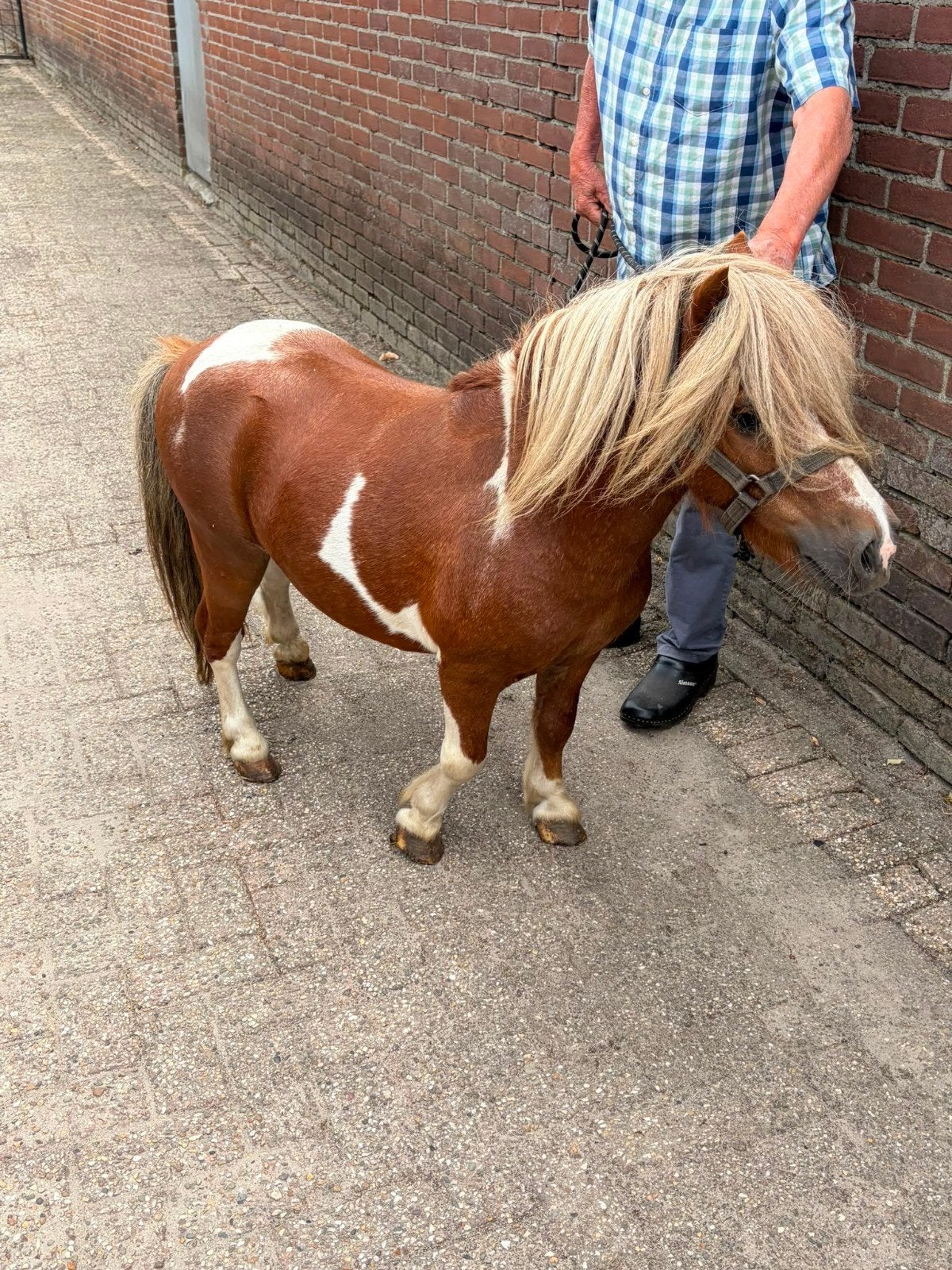 mini hengstje, Étalon, Poney A (jusqu'à 1.17 m), Avec puce électronique, 7 à 10 ans
