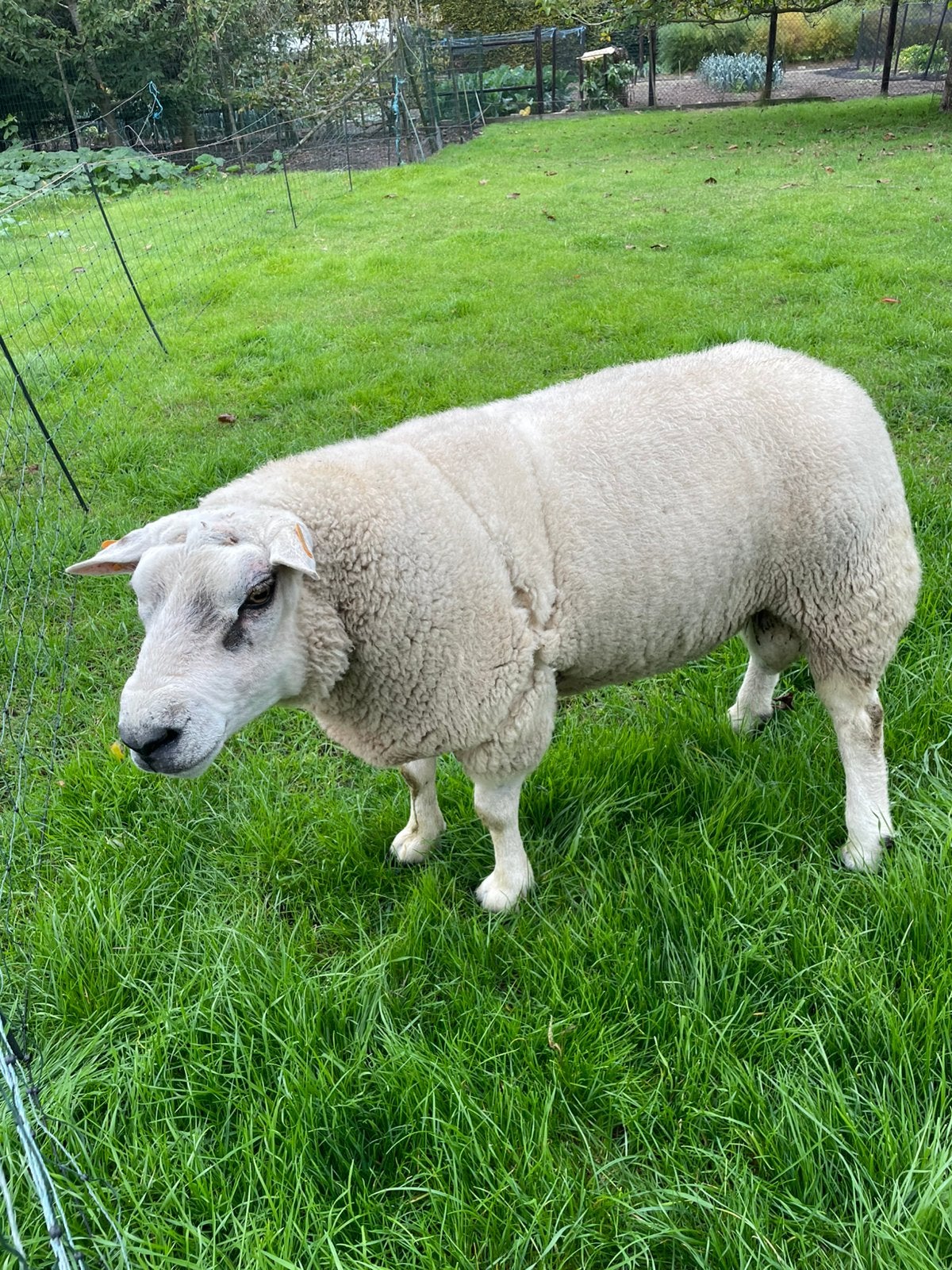 Dekram, Dieren en Toebehoren, Mannelijk, Schaap, 3 tot 5 jaar