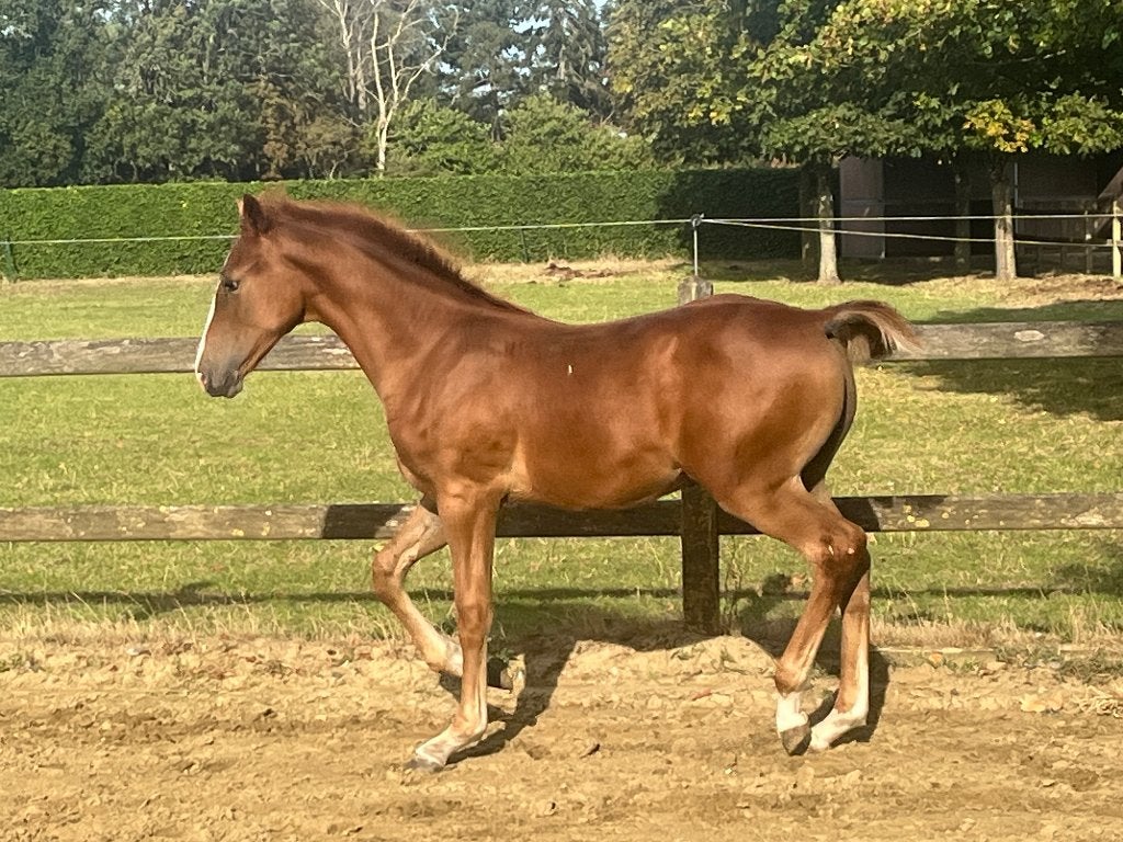 veulen tekoop (Ermitage kalone X Untouchable), Dieren en Toebehoren, Paarden, Springpaard, Met stamboom, 0 tot 2 jaar, Hengst