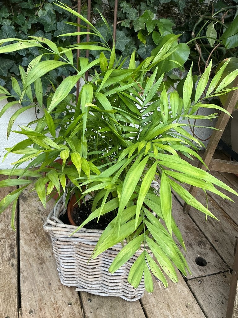 Palmier Chamaedore, Ombre complète, En pot, Moins de 100 cm, Enlèvement