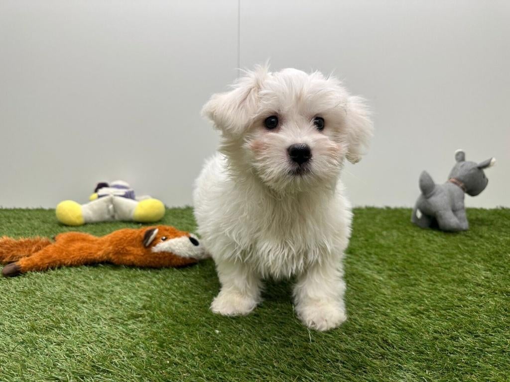 Chiots Bichon Havanais, Hépatite contagieuse (maladie de Rubarth), Autres races, Plusieurs, Belgique