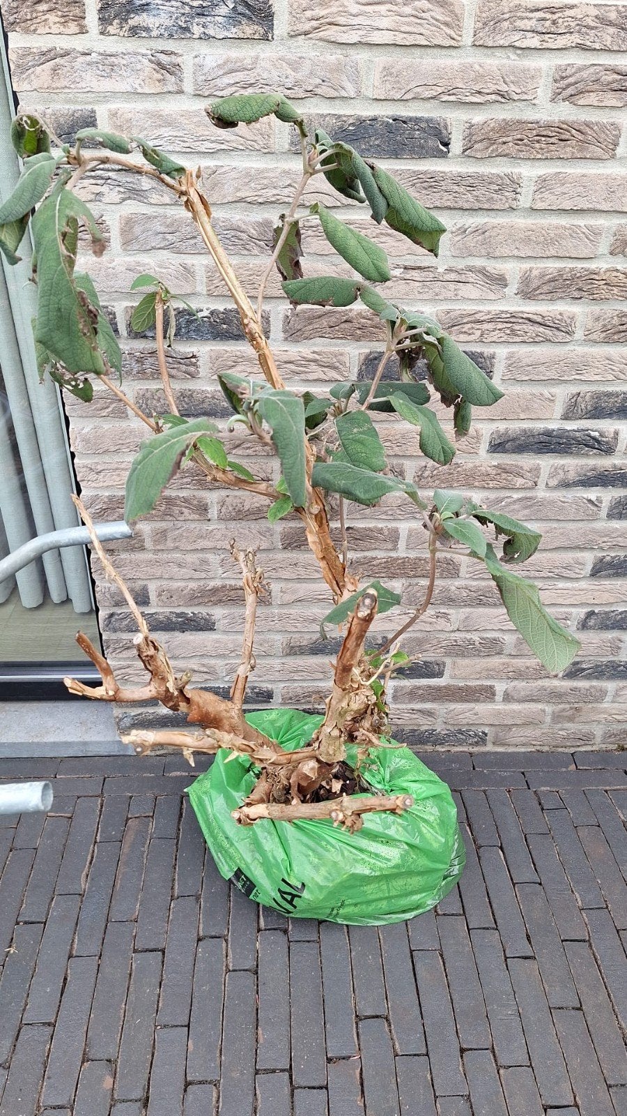 Fluweelhortensia, Tuin en Terras, Ophalen, Hortensia, Struik, 100 tot 250 cm