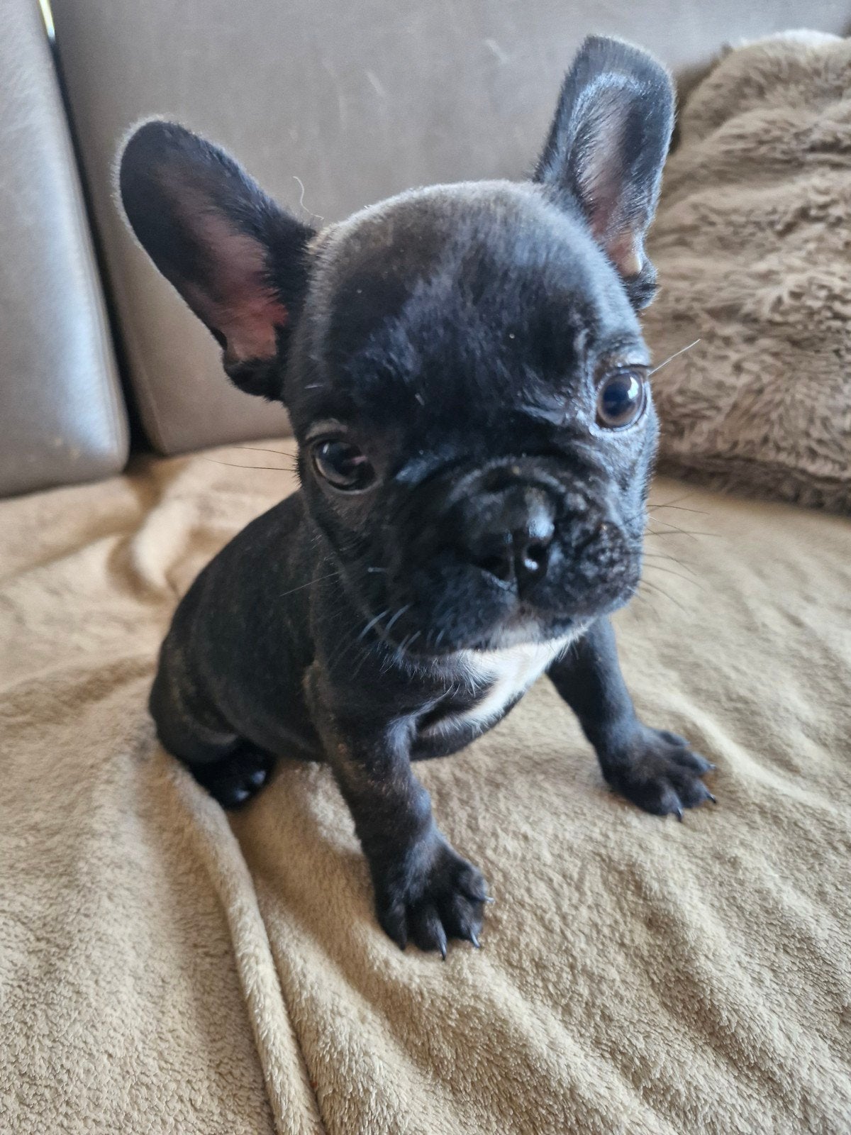 franse bulldog pupjes, België, Fokker | Hobbymatig, CDV (hondenziekte), 8 tot 15 weken