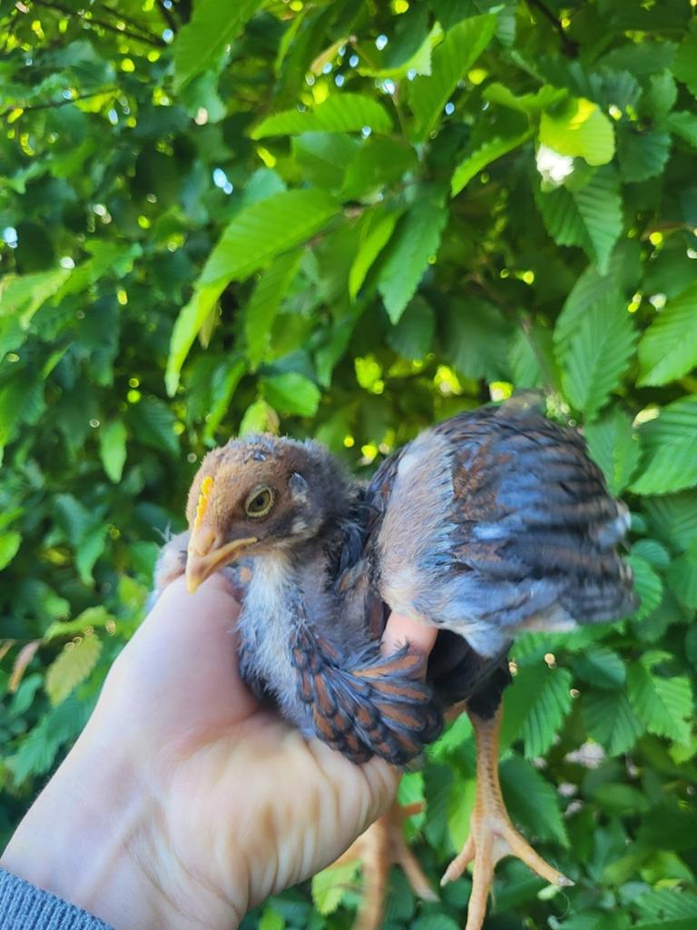 Dikke haantjes om verder vet te mesten, Dieren en Toebehoren, Pluimvee