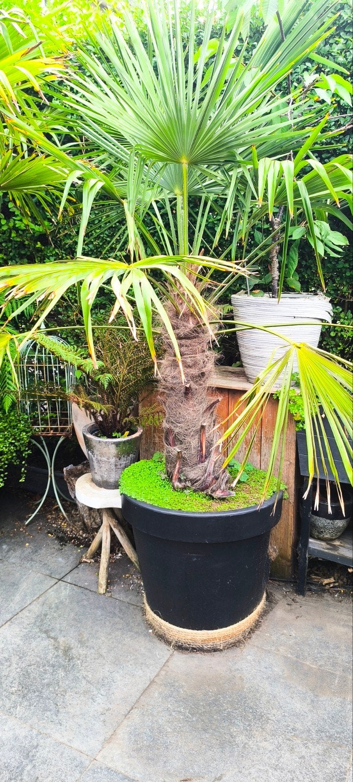 palmboom Trachycarpus Fortunei, Enlèvement, Palmier