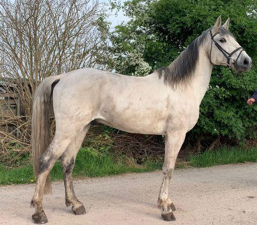Lusitano ruin bereden en betuigd!, Dieren en Toebehoren, Met stamboom, Ruin, L, 160 tot 165 cm