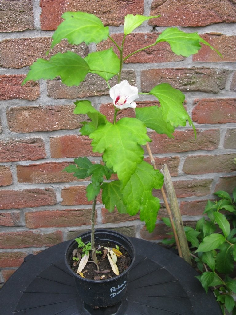 Hibiscus (Althéa), Enlèvement, Autres espèces, Arbuste, 100 à 250 cm
