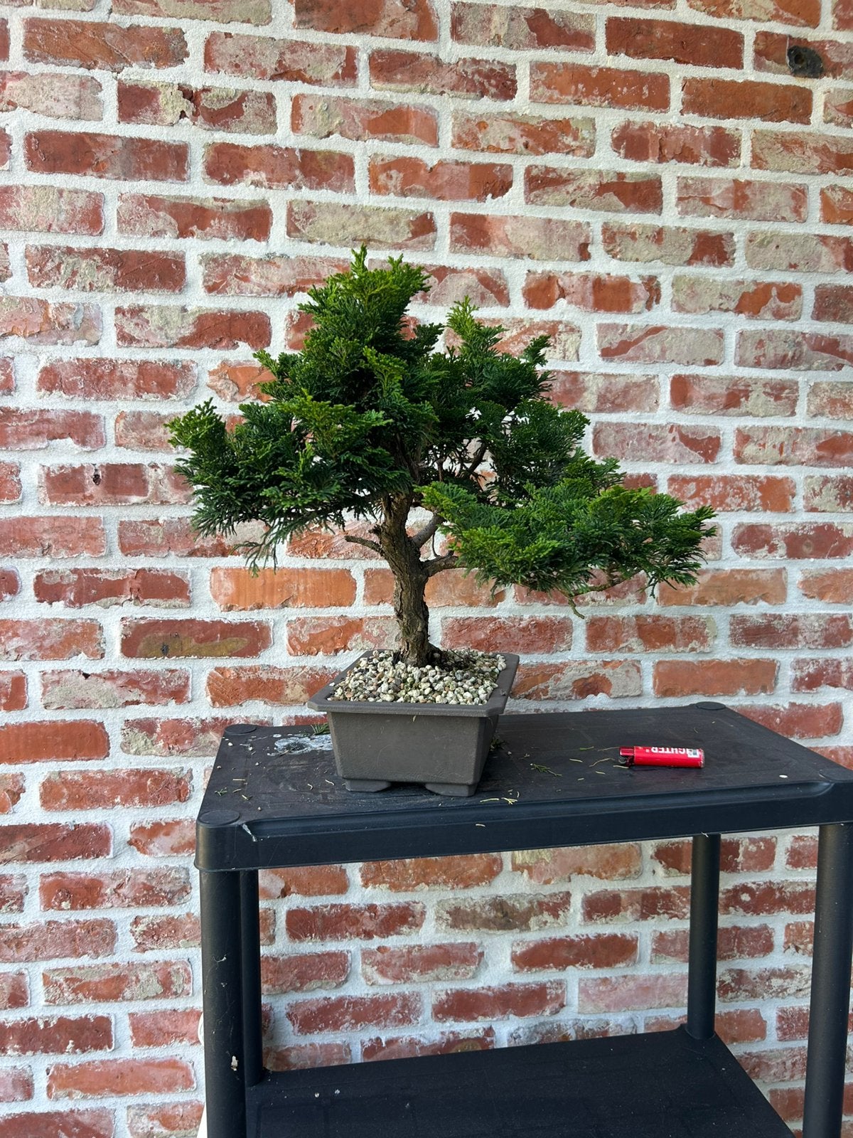 Hinoki bonsai, Ophalen