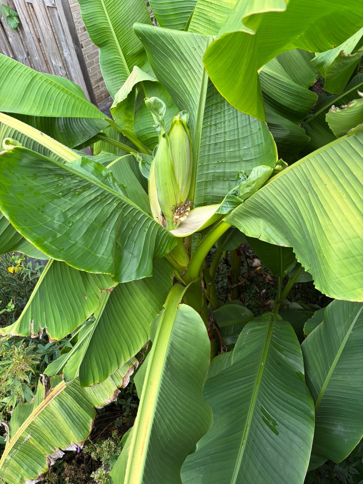 Mooie bananen planten, winterhard, Ophalen