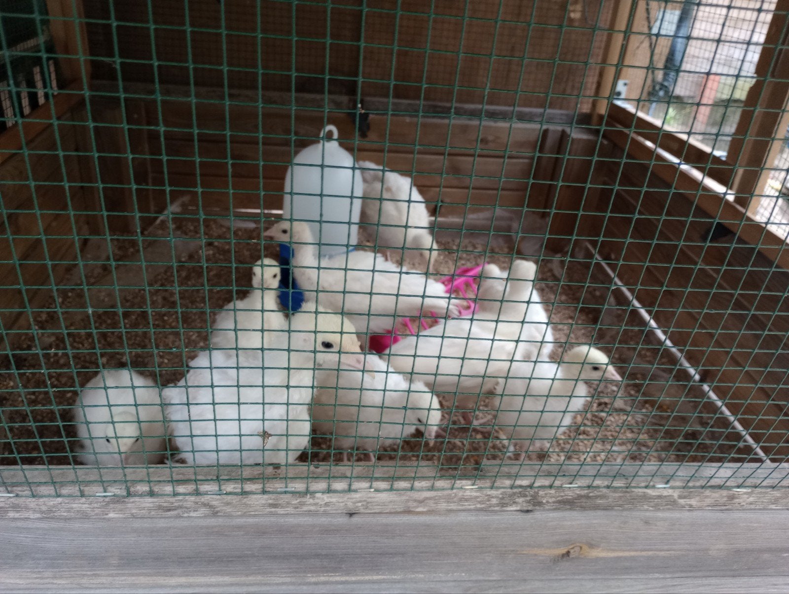 Ronquire kalkoen kuikens, Dieren en Toebehoren, Meerdere dieren, Kalkoen
