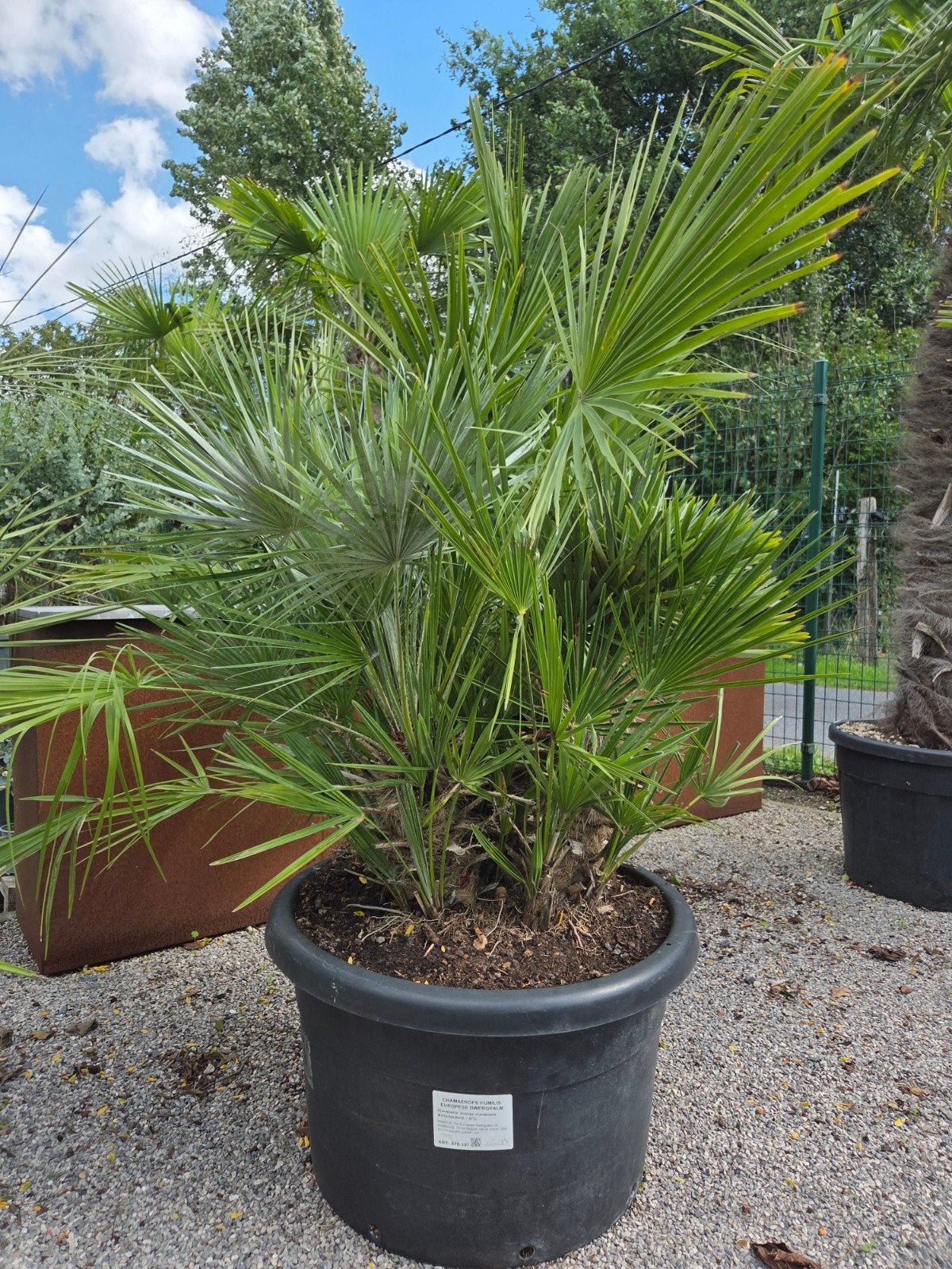 Palmboom Chamaerops Humilis - Europese dwergpalm, Jardin & Terrasse, Plantes | Arbres, Enlèvement, Palmier